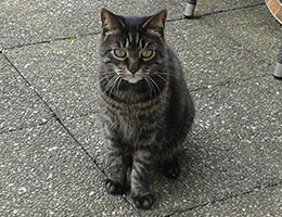 Katzenbetreuung München Bogenhausen