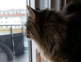 Katzenbetreuung München Giesing