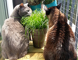 Katzenbetreuung München Giesing