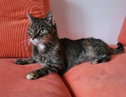 Katzenbetreuung München Schwabing-Freimann